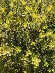 Diospyros glabra