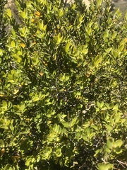 Diospyros glabra