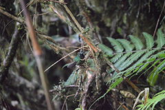 Heliangelus amethysticollis