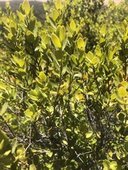 Diospyros glabra
