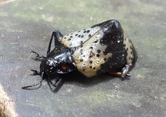Cypherotylus borgmeieri