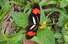 Heliconius erato phyllis