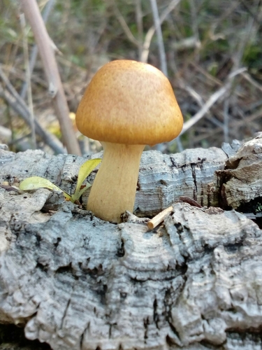 Gymnopilus suberis image