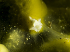 Image of Enotepteron rosewateri