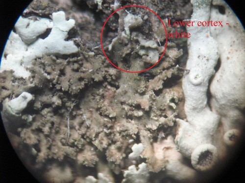 Phaeophyscia nigricans image