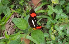 Heliconius erato phyllis