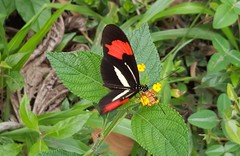 Heliconius erato phyllis