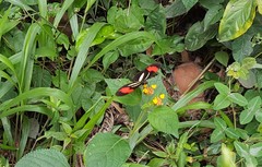 Heliconius erato phyllis