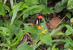 Heliconius erato phyllis