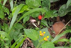 Heliconius erato phyllis