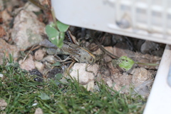 Anacridium aegyptium