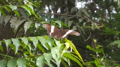 Siproeta epaphus trayja