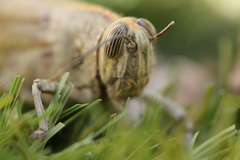 Anacridium aegyptium