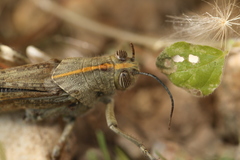 Anacridium aegyptium