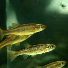 Lake Minnow photo 4
