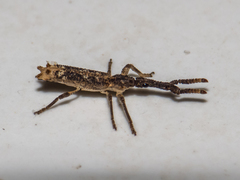 Ulocerus