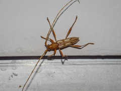 Eburodacrys flexuosa
