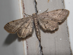 Lepidoptera
