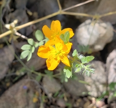 Kallstroemia peninsularis