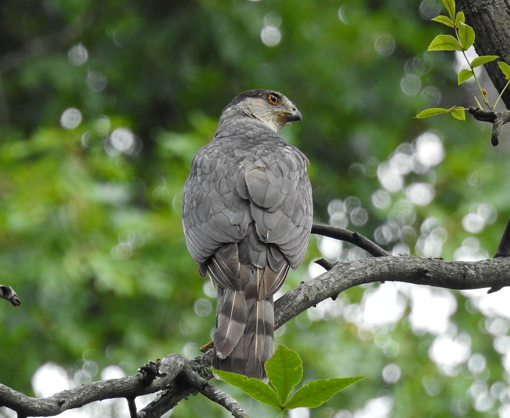 Cooper's Hawk from Homewood, AL, USA on July 4, 2023 at 03:00 PM by Kay ...