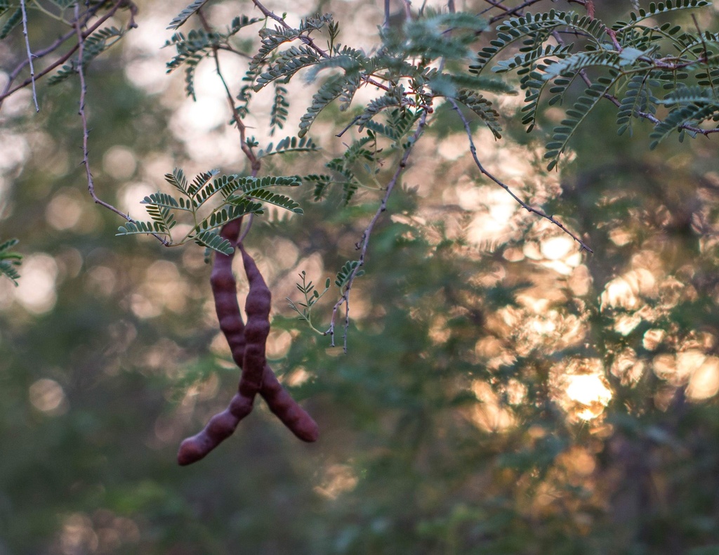Prosopis koelziana Burkart