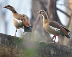 Alopochen aegyptiaca
