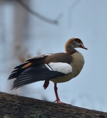 Alopochen aegyptiaca