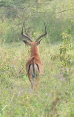 Aepyceros melampus