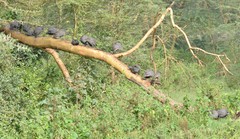 Numida meleagris