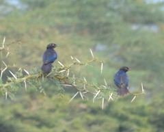 Lamprotornis purpuroptera