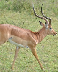 Aepyceros melampus