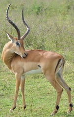 Aepyceros melampus