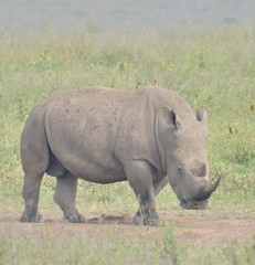 Ceratotherium simum simum