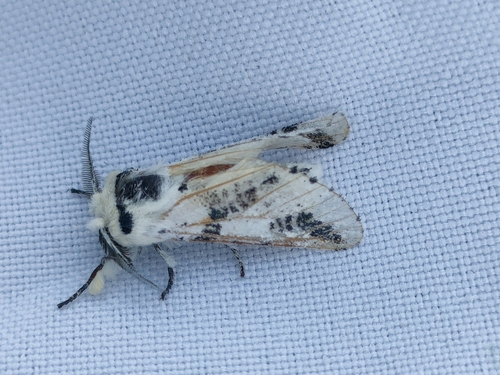 Bombyx de la Molène (Le)