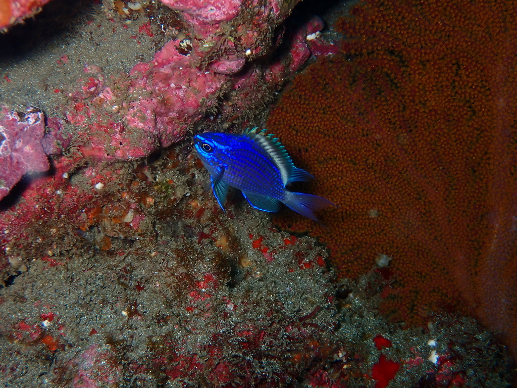 Silverstripe Chromis