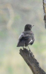 Myrmecocichla aethiops