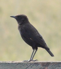 Myrmecocichla aethiops