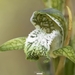 Chloraea cylindrostachya - Photo (c) Paulo Valencia, alguns direitos reservados (CC BY-NC), uploaded by Paulo Valencia