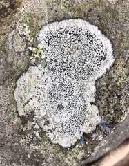 Lecanora oreinoides