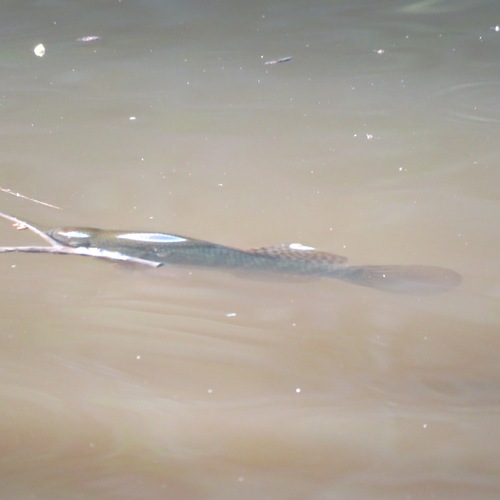 Pacific Fat Sleeper (Dormitator latifrons)