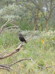Myrmecocichla aethiops