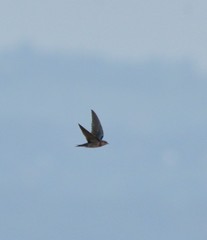 Hirundo rustica rustica