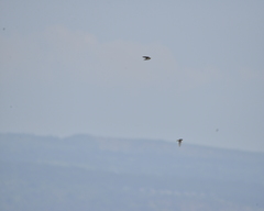 Hirundo rustica rustica