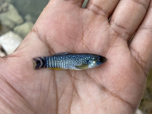 Aphaniops stoliczkanus