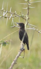 Myrmecocichla aethiops