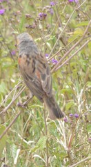 Passer rufocinctus