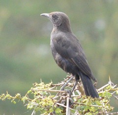 Myrmecocichla aethiops