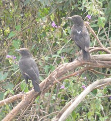 Myrmecocichla aethiops