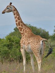 Giraffa camelopardalis rothschildi
