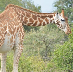 Giraffa camelopardalis rothschildi
